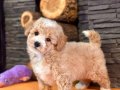 Akıllı ve Tüy Dökmeyen Karakteriyle Maltipoo Yavrusu 