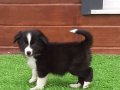 Çekmeköy’de Karakteri Sağlam Border Collie Akıllı Bıcırıklar