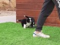 Çekmeköy’de Karakteri Sağlam Border Collie Akıllı Bıcırıklar