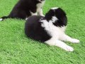 Çekmeköy’de Karakteri Sağlam Border Collie Akıllı Bıcırıklar