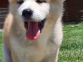 Maske Suratlı Japon Akita Inu Yavruları İstanbul