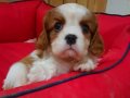 Evinizin Neşesi Cavalier King Charles Yavruları