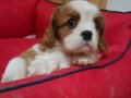 Evinizin Neşesi Cavalier King Charles Yavruları