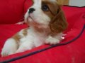 Evinizin Neşesi Cavalier King Charles Yavruları