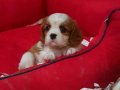 Evinizin Neşesi Cavalier King Charles Yavruları