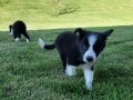 Zekasıyla Büyüleyen Border Collie Yavruları
