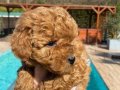Tüy Dökmeyen Anti-Alerjik Yapılı Zeki ve Hareketli Poodle