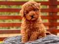Kıvırcık Kızıl Poodle Yavrusu