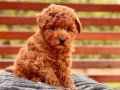 Kıvırcık Kızıl Poodle Yavrusu