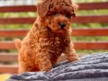 Kıvırcık Kızıl Poodle Yavrusu