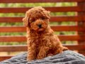 Kıvırcık Kızıl Poodle Yavrusu