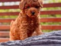 Kıvırcık Kızıl Poodle Yavrusu