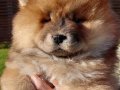 Kabarık Kürklü Chow Chow Yavruları İstanbul