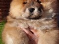 Kabarık Kürklü Chow Chow Yavruları İstanbul