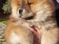 Kabarık Kürklü Chow Chow Yavruları İstanbul