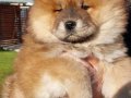 Kabarık Kürklü Chow Chow Yavruları İstanbul