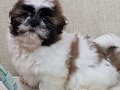 Evinizin Neşesi Olacak Karakterli Shih Tzu Yavruları