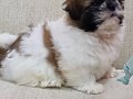 Evinizin Neşesi Olacak Karakterli Shih Tzu Yavruları