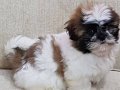 Evinizin Neşesi Olacak Karakterli Shih Tzu Yavruları