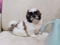 Evinizin Neşesi Olacak Karakterli Shih Tzu Yavruları