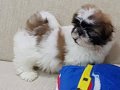 Evinizin Neşesi Olacak Karakterli Shih Tzu Yavruları