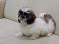 Evinizin Neşesi Olacak Karakterli Shih Tzu Yavruları