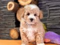 Hipoalerjenik Minicik Maltipoo Yavruları 