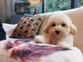 Hipoalerjenik Minicik Maltipoo Yavruları 