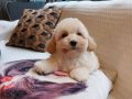 Hipoalerjenik Minicik Maltipoo Yavruları 