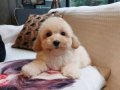 Hipoalerjenik Minicik Maltipoo Yavruları 