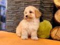 Maltipoo Apricot Yavrularımız
