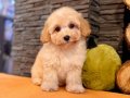 Maltipoo Apricot Yavrularımız