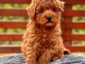 3 Aylık Poodle Yavrusu