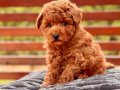 3 Aylık Poodle Yavrusu