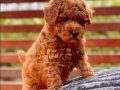 3 Aylık Poodle Yavrusu