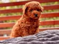 3 Aylık Poodle Yavrusu