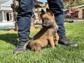 Belçika Malinois Yavru 