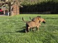 Belçika Malinois Yavru 