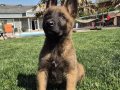 Belçika Malinois Yavru 