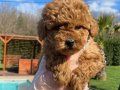 Toy Poodle Yavru 