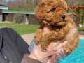 Toy Poodle Yavru 