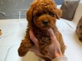 Red Brown Toy Poodle Yavruları 