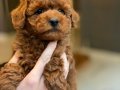 Red Brown Toy Poodle Yavruları 