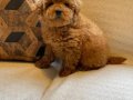 Red Brown Toy Poodle Yavruları 