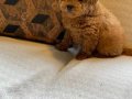 Red Brown Toy Poodle Yavruları 
