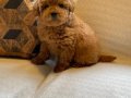 Red Brown Toy Poodle Yavruları 