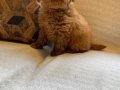 Red Brown Toy Poodle Yavruları 