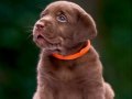 Efsane Labrador Retriever Yavruları Sizleri Bekliyor 