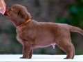 Efsane Labrador Retriever Yavruları Sizleri Bekliyor 