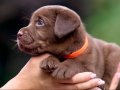Efsane Labrador Retriever Yavruları Sizleri Bekliyor 